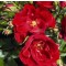 Virágágyi ágyás rózsa piros Rosa Paprika