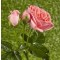 Rózsaszín virágú parkrózsa Rosa Kimono - Konténeres rózsa