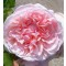 Rózsaszín romantikus angol rózsa Rosa Auswith