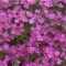 Rózsaszín ikravirág - Arabis caucasica