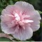 Rózsaszín virágú Mályvacserje - Hibiscus syriacus Pink Chiffon
