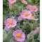 Rózsaszín napvirág - Helianthemum Wisley Pink