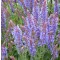 Ligeti zsálya - Salvia nemorosa Blauhügel