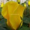 Sárga virágú futó rózsa - Golden Showers