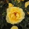 Miniatűr Sárga Rózsa Sárga minirózsa Rosa miniature Yellow