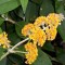 Sárga virágú nyáriorgona - Buddleja weyeriana Sungold