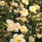 Sárga talajtakaró rózsa Rosa Piprenelle