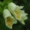 Sárga virágú rózsalonc - Weigela Middendorffiana