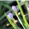 Díszfüvek Keskeny levelű sásbokor virágok - Sisyrinchium