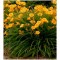 Sziklakerti évelők Törpe sásliliom sárga virágú - Hemerocallis Stella D'oro