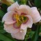 Rózsaszín sásliliom Hemerocallis Siloam David Kirchhoff