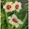 Fehér virágú Sásliliom - Hemerocallis