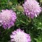 Galambszínű ördögszem - Scabiosa columbaria Pink Mist