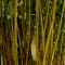 Csíkos szárú bambusz - Semiarundinaria yashadake Kimmei