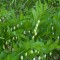Soktérdű salamon pecsétje levelek és virágok - Polygonatum odoratum