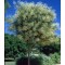 Japánakác Sophora japonica 80-100 cm cserepes