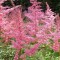 Rózsaszín virágú tollbuga - Astilbe Cattleya