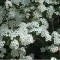 Kerti gyöngyvessző virágok - Spiraea vanhouttei