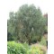 Spirálfűz, Csavart mandzsu fűzfa 100-150 cm
