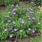 Stokes búzavirág bokor - Stokesia