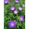 Stokes búzavirág virágok - Stokesia