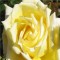 Sunblest sárga virágú bokor rózsa