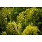 Sűrűlevél - Chiastophyllum oppositifolium - Forrás: https://www.flickr.com/photos/taltyelemna