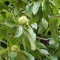 Szelídgesztenye levelek és termés - Castanea sativa
