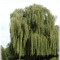 Szomorúfűz Salix alba Tristis 50-60 cm