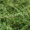 Szőnyeg madárbirs - Cotoneaster