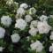 Fehér talajtakaró rózsa - Rosa Alba Meillandina