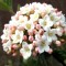 Tavaszi bangita - Viburnum x burkwoodii