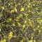 Téli jázmin Jasminum nudiflorum talajtakaró cserje