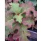 Tölgylevelű hortenzia – Hydrangea quercifolia Burgundy