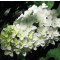 Tölgylevelű hortenzia – Hydrangea quercifolia Forrás: John Flickr