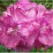 Tollas szegfű lilás rózsaszín Dianthus plumarius Warden Hybrid - évelő virág