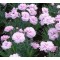 Tollas szegfű - Dianthus plumarius Pike's Pink