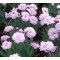 Tollas szegfű - Dianthus plumarius Pike's Pink