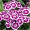 Törökszegfű - Dianthus barbatus Barbarini  Picotee Purple