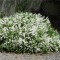 Törpe gyöngyvirágcserje - Deutzia crenata Nikko