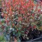 Törpe korallberkenye - Photinia Little Red Robin Örökzöld törpe cserje