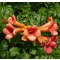 Trombitafolyondár virágok - Campsis radicans