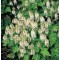 Karéjos turbántok - Tiarella