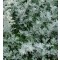 Üröm - Artemisia stelleriana talajtakaró évelő virág