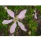 Vadcitrom fehér, illatos virága - Poncirus trifoliata