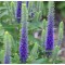 Macskafarkú törpe veronika ibolyakék Veronica spicata Ulster Dwarf Blue