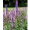 Virginiai veronika Veronicastrum virginicum Red Arrows