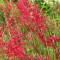 Vörös virágú tűzeső - Heuchera sanguinea - Sziklakerti évelők