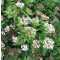 Örökzöld bangita - Viburnum tinus Eve Price