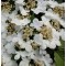 Redős levelű bangita - Viburnum plicatum Mariesii